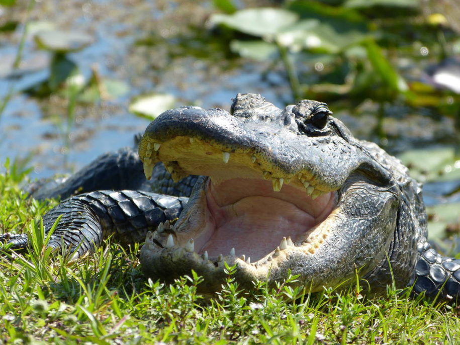 Alligator