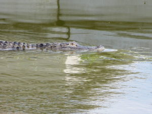 Alligator