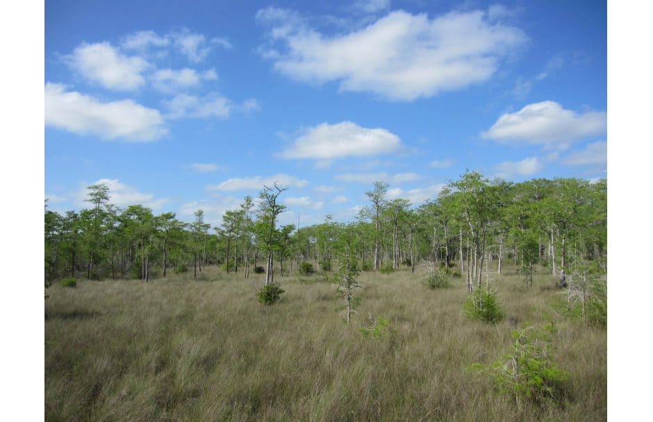 Big Cypress National Preserve Florida