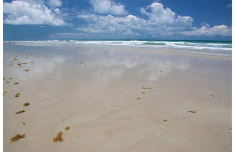 Canaveral National Seashore Beach Florida