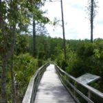 Corkscrew Swamp Sanctuary Florida