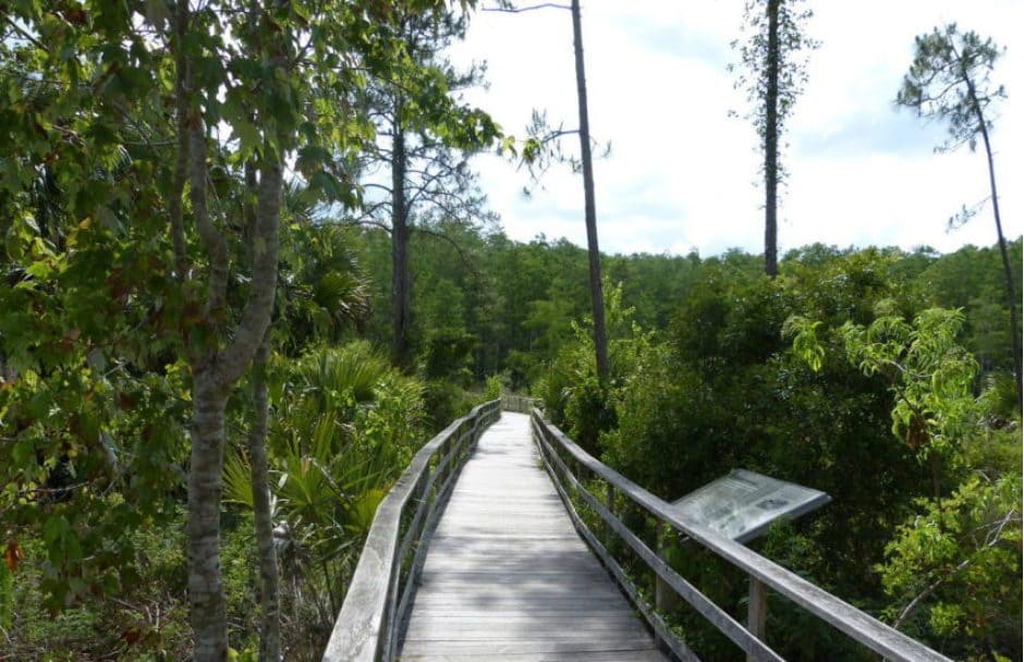 Corkscrew Swamp Sanctuary Florida