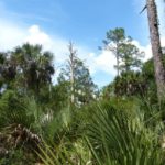 Corkscrew Swamp Sanctuary Florida