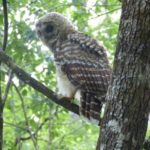 Corkscrew Swamp Sanctuary Florida