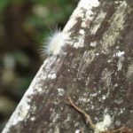 Corkscrew Swamp Sanctuary Florida