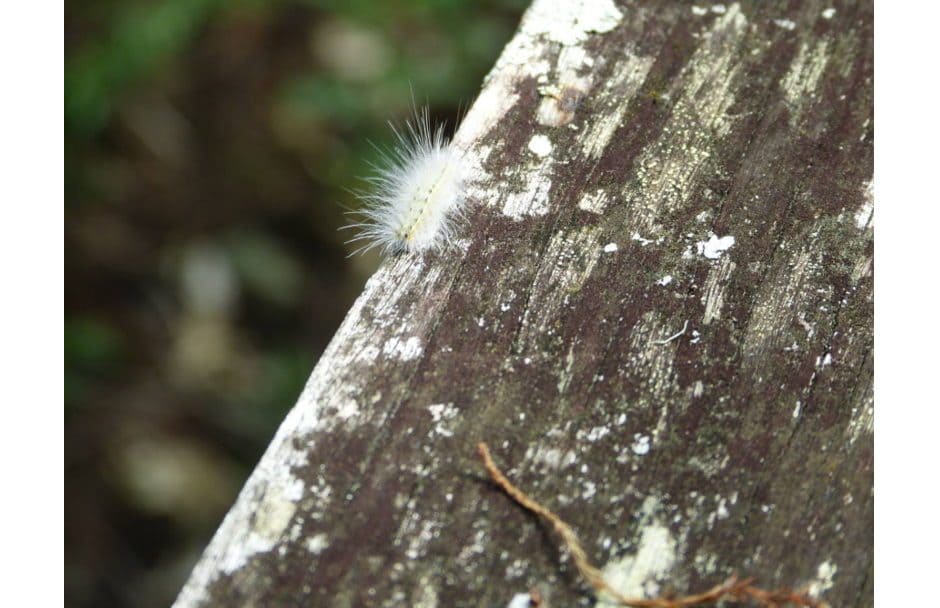 Corkscrew Swamp Sanctuary Florida