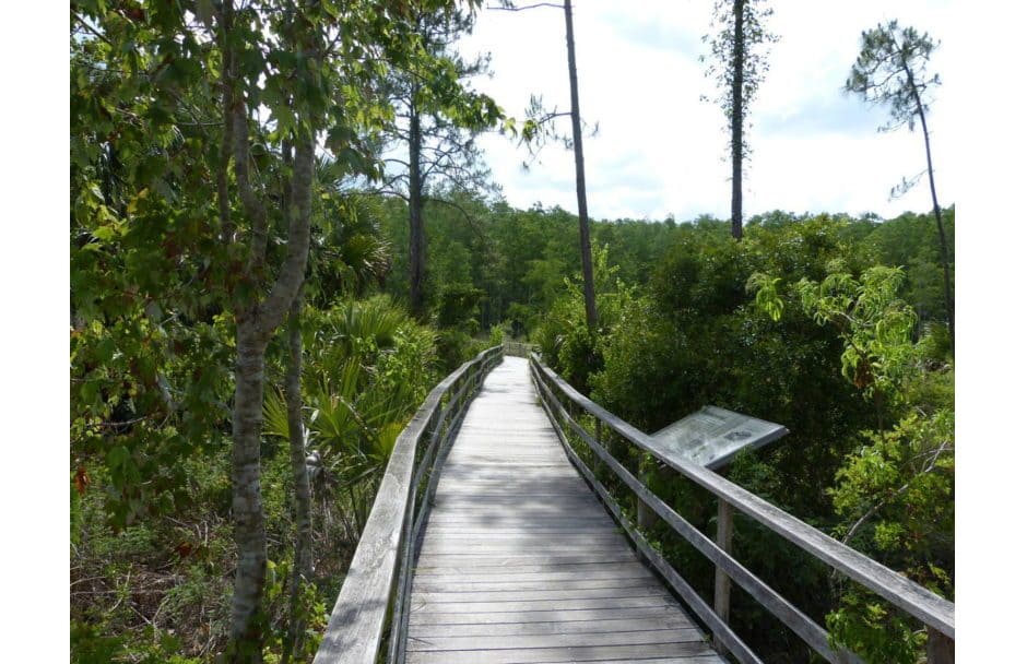 Corkscrew Swamp Sanctuary Florida