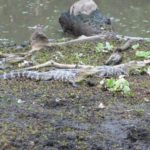 Corkscrew Swamp Sanctuary Florida