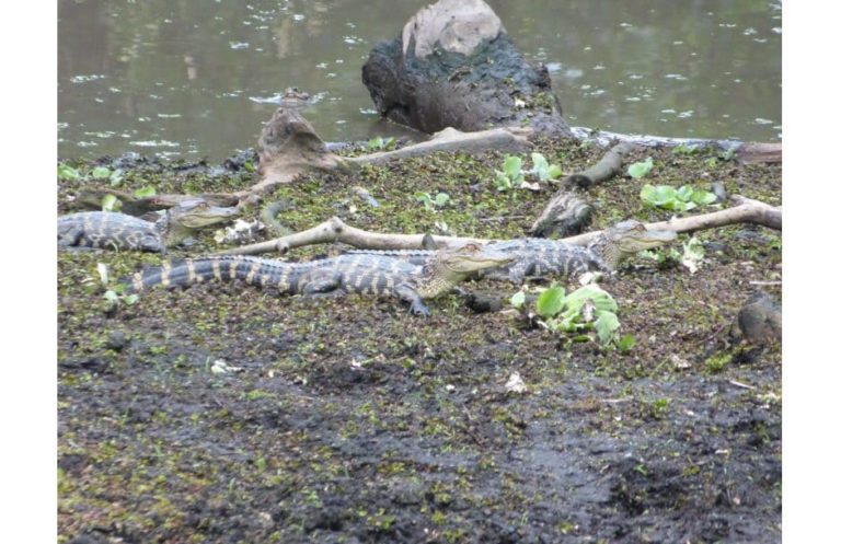 Corkscrew Swamp Sanctuary Florida