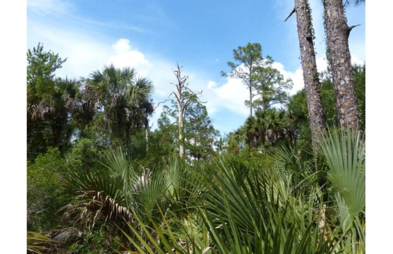 Corkscrew Swamp Sanctuary Florida