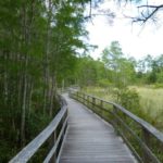 Corkscrew Swamp Sanctuary Florida