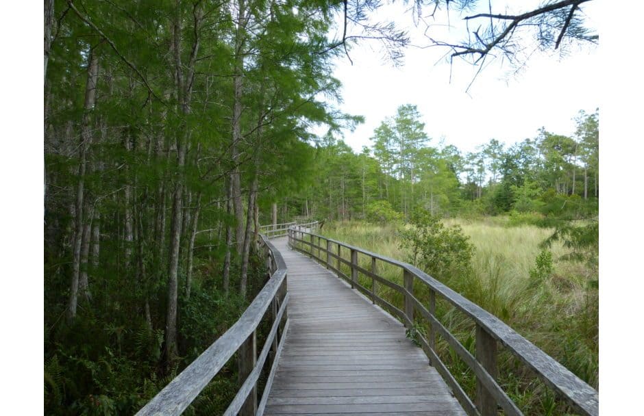 Corkscrew Swamp Sanctuary Florida