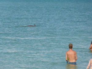 Delfine am Strand