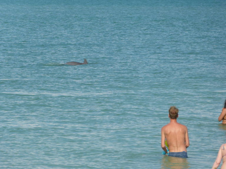 Delfine am Strand