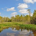 Everglades Nationalpark Florida