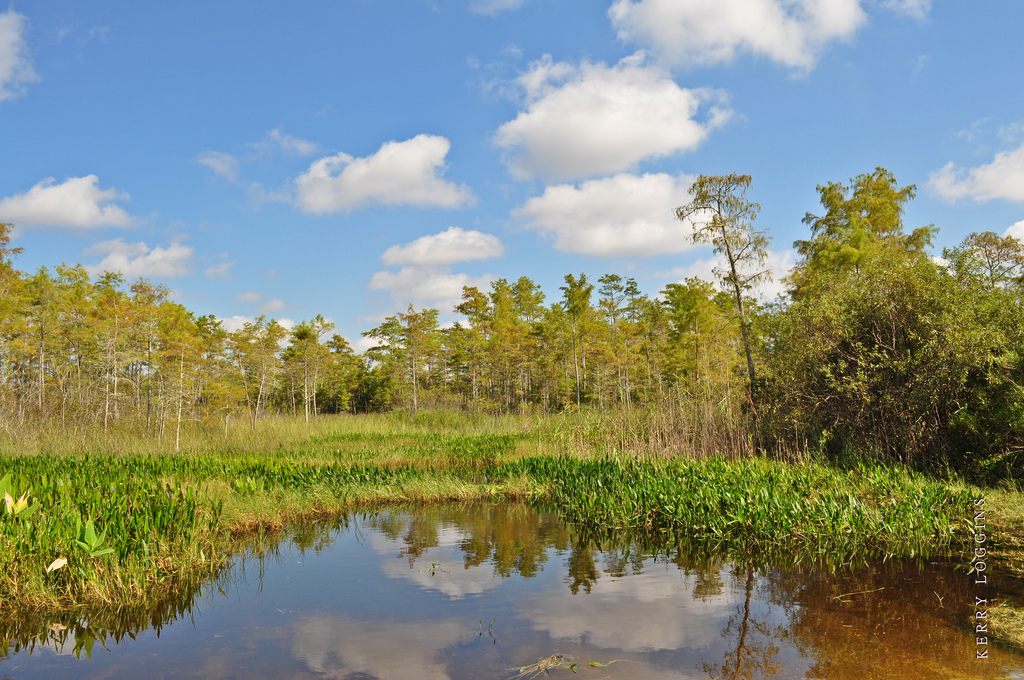 Natur von Florida