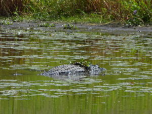 Krokodil im Sumpf