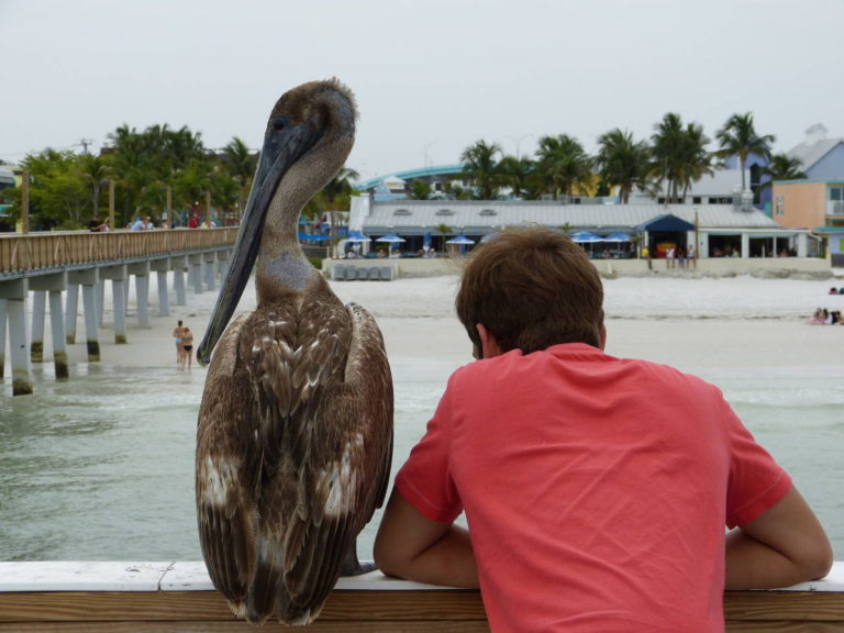 Pelikan in Florida