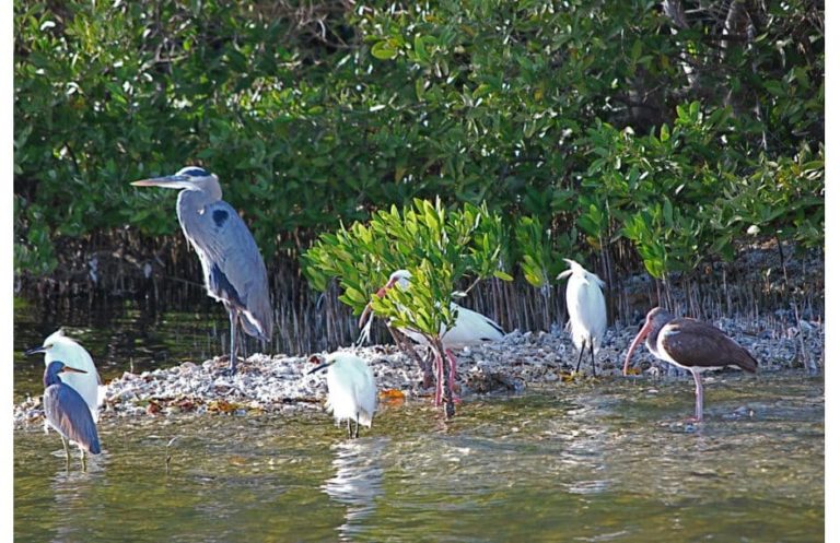 Pine Island National Wildlife Refuge Florida