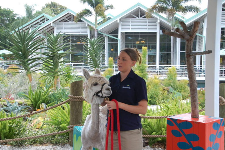 Lama mit Frau