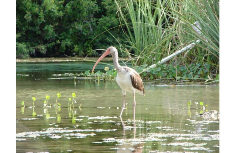 Weeki Wachee Springs State Park Florida